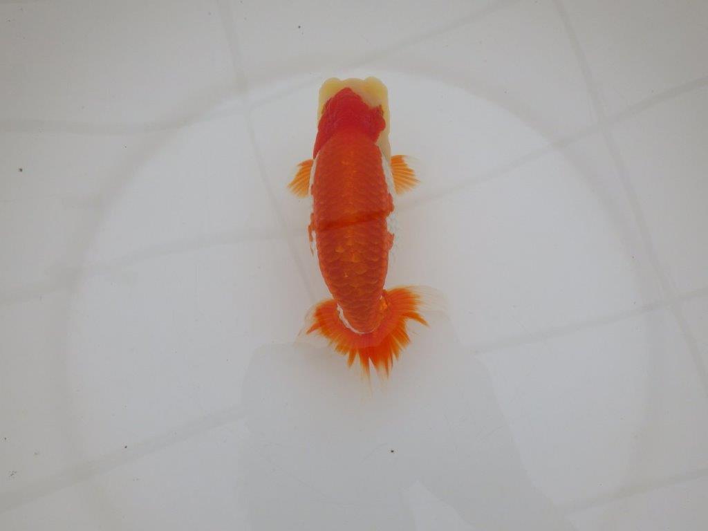 【 上位入賞独占ブリーダー】上物品評大会クラス　当歳らんちゅう　東大関系統　約15㎝  オス？