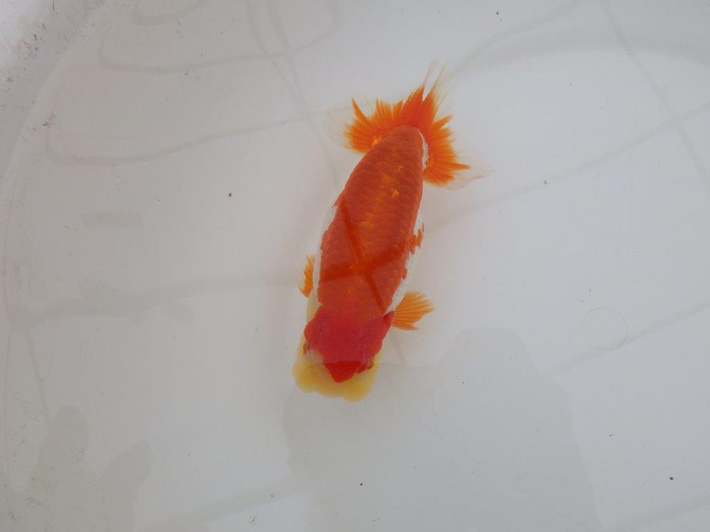 【 上位入賞独占ブリーダー】上物品評大会クラス　当歳らんちゅう　東大関系統　約15㎝  オス？