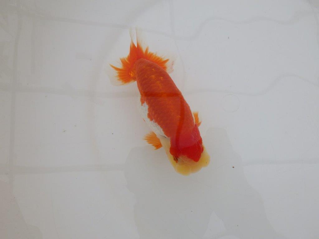 【 上位入賞独占ブリーダー】上物品評大会クラス　当歳らんちゅう　東大関系統　約15㎝  オス？