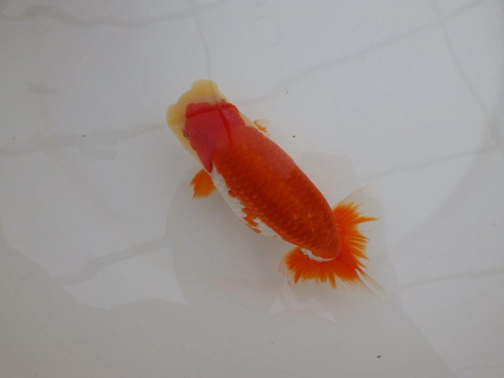 【 上位入賞独占ブリーダー】上物品評大会クラス　当歳らんちゅう　東大関系統　約15㎝  オス？