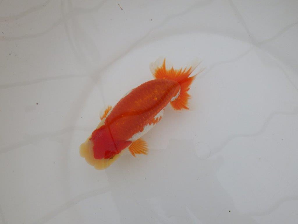 【 上位入賞独占ブリーダー】上物品評大会クラス　当歳らんちゅう　東大関系統　約15㎝  オス？