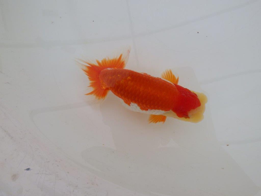 【 上位入賞独占ブリーダー】上物品評大会クラス　当歳らんちゅう　東大関系統　約15㎝  オス？