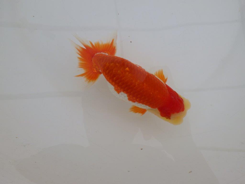 【 上位入賞独占ブリーダー】上物品評大会クラス　当歳らんちゅう　東大関系統　約15㎝  オス？