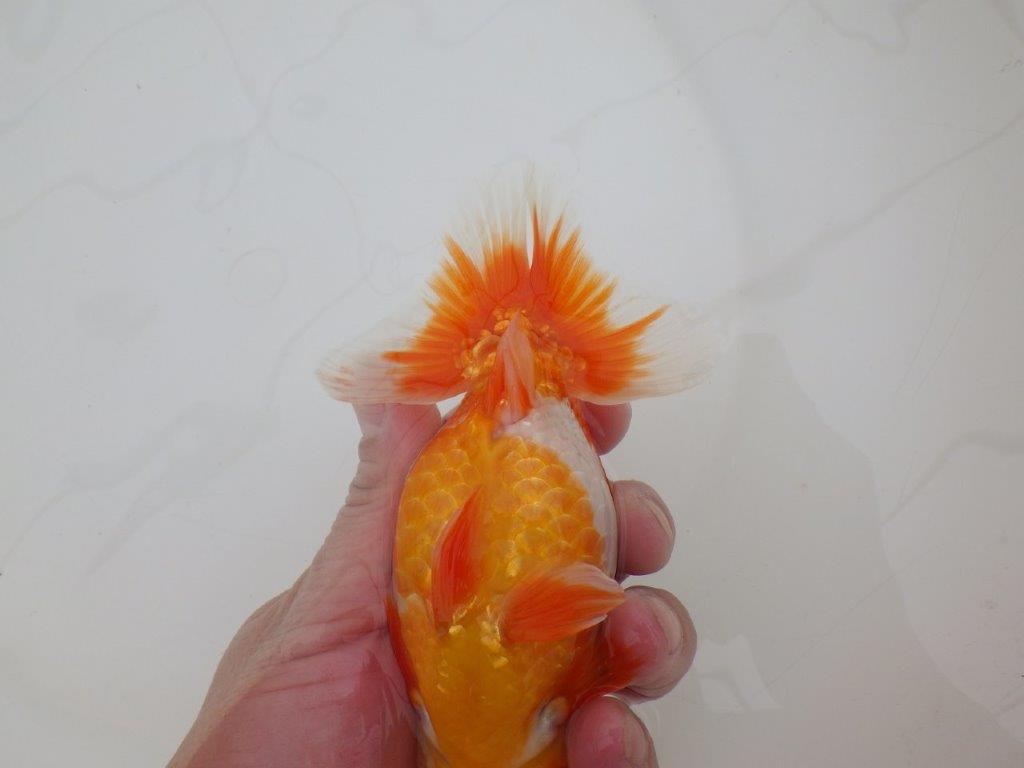 【 上位入賞独占ブリーダー】上物品評大会クラス　当歳らんちゅう　東大関系統　約15㎝  オス？