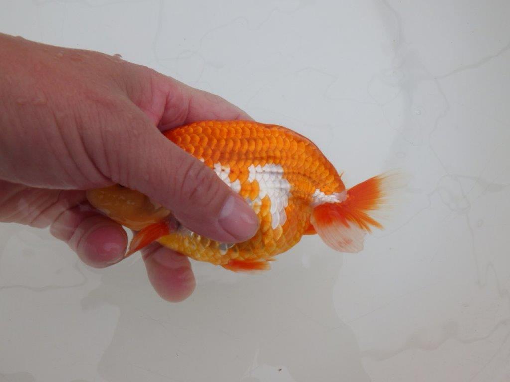 【 上位入賞独占ブリーダー】上物品評大会クラス　当歳らんちゅう　東大関系統　約15㎝  オス？