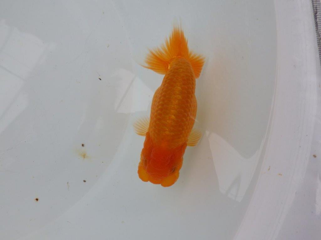 【 愛知実力派ブリーダー】　頭が良く背も綺麗な 当歳らんちゅう　　約12,5㎝  オス？