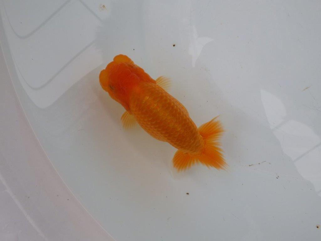 【 愛知実力派ブリーダー】　頭が良く背も綺麗な 当歳らんちゅう　　約12,5㎝  オス？