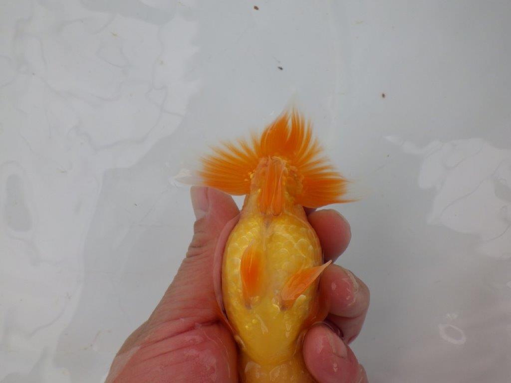 【 愛知実力派ブリーダー】　頭が良く背も綺麗な 当歳らんちゅう　　約12,5㎝  オス？