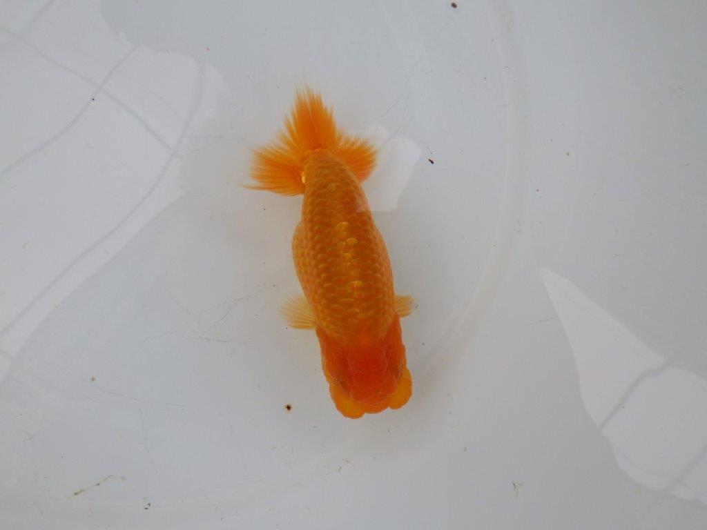 【 愛知実力派ブリーダー】　頭が良く背も綺麗な 当歳らんちゅう　　約12,5㎝  オス？