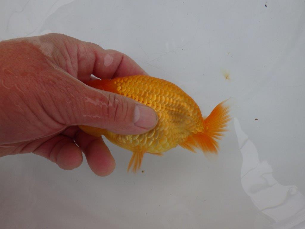 【 愛知実力派ブリーダー】　頭が良く背も綺麗な 当歳らんちゅう　　約12,5㎝  オス？