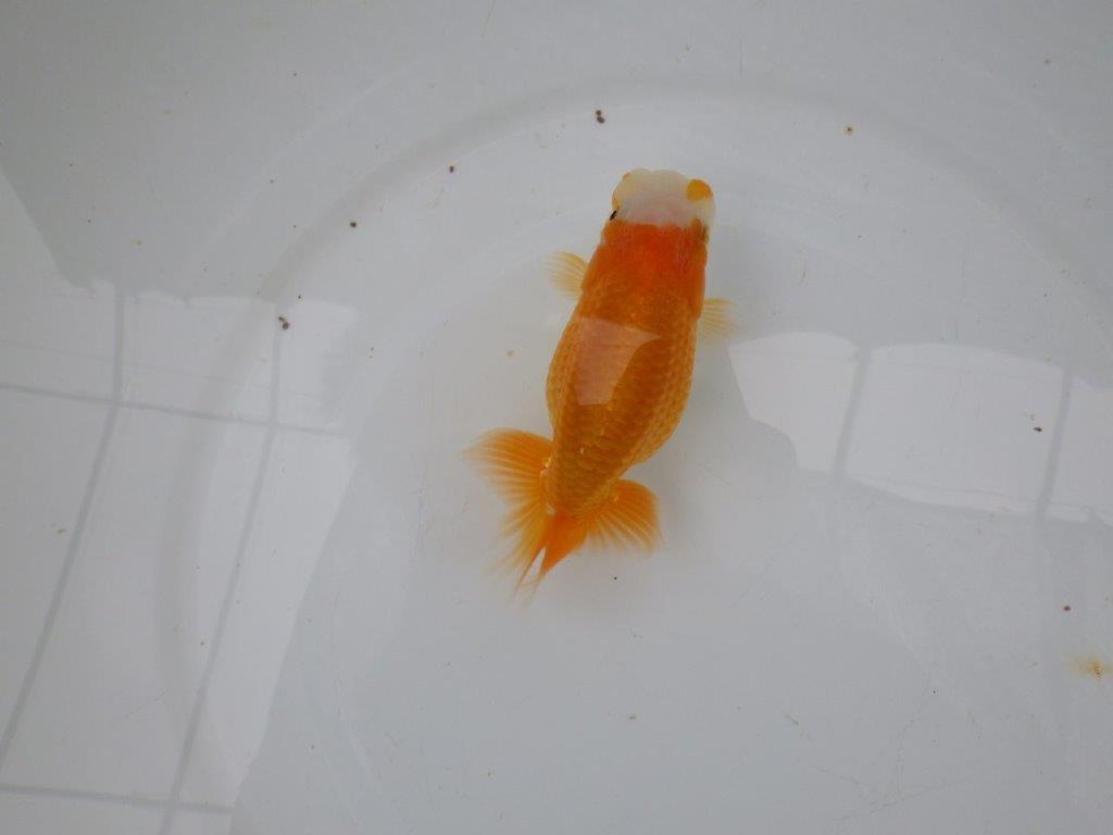 【 愛知実力派ブリーダー】　尾型が良く可愛い雰囲気の 当歳らんちゅう　　約12㎝  メス？