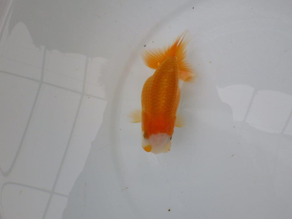 【 愛知実力派ブリーダー】　尾型が良く可愛い雰囲気の 当歳らんちゅう　　約12㎝  メス？