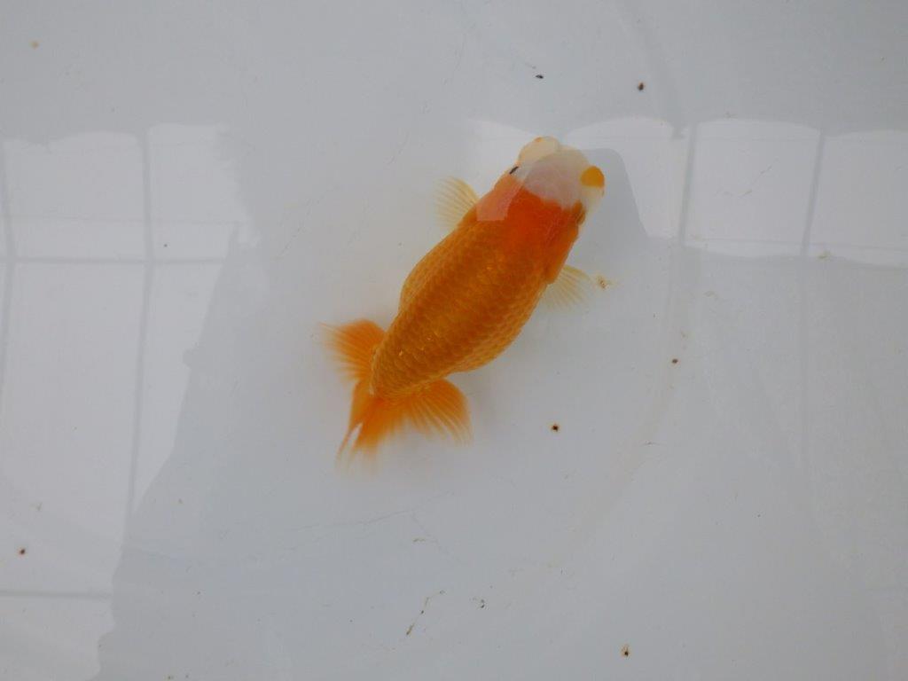 【 愛知実力派ブリーダー】　尾型が良く可愛い雰囲気の 当歳らんちゅう　　約12㎝  メス？