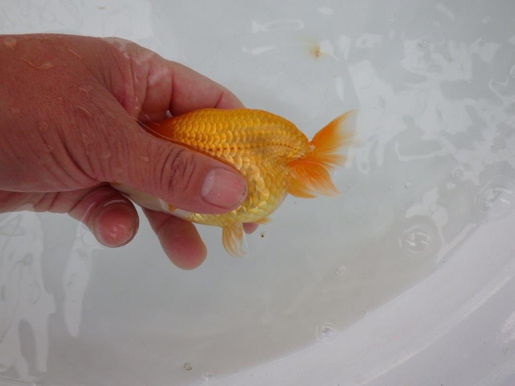 【 愛知実力派ブリーダー】　尾型が良く可愛い雰囲気の 当歳らんちゅう　　約12㎝  メス？