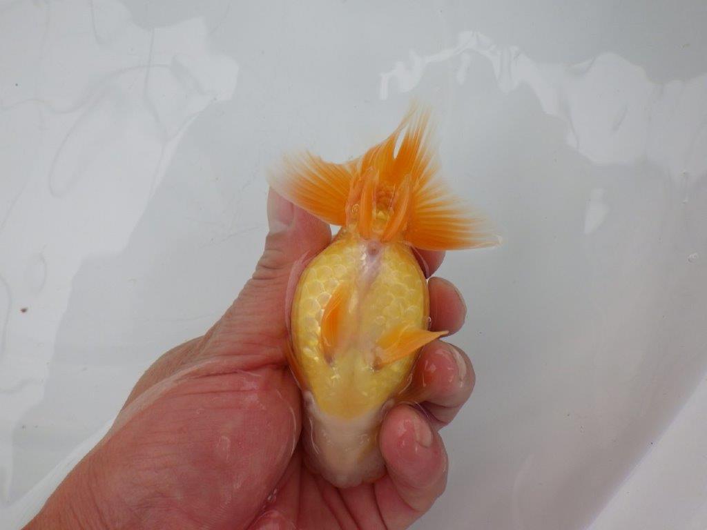 【 愛知実力派ブリーダー】　尾型が良く可愛い雰囲気の 当歳らんちゅう　　約12㎝  メス？