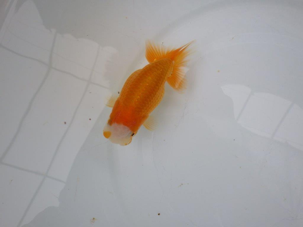 【 愛知実力派ブリーダー】　尾型が良く可愛い雰囲気の 当歳らんちゅう　　約12㎝  メス？