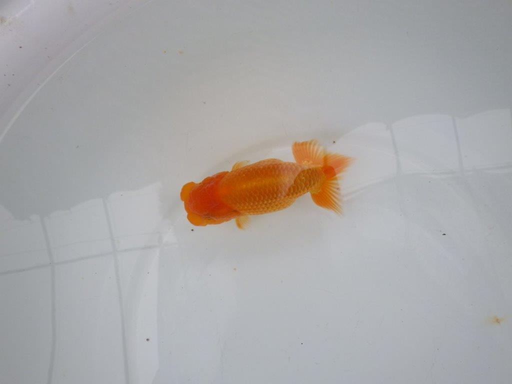 【 愛知実力派ブリーダー】　素材が良く飼い込みお勧めの当歳らんちゅう　　約12,5㎝  メス？