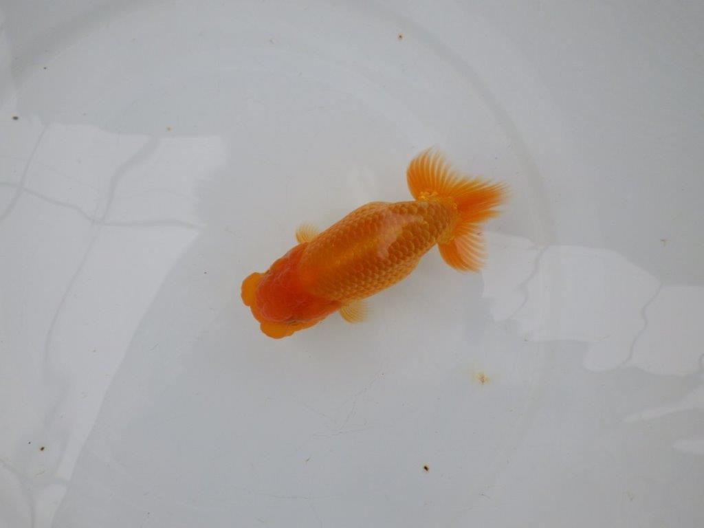 【 愛知実力派ブリーダー】　素材が良く飼い込みお勧めの当歳らんちゅう　　約12,5㎝  メス？