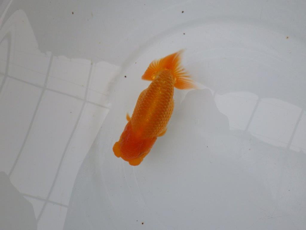 【 愛知実力派ブリーダー】　素材が良く飼い込みお勧めの当歳らんちゅう　　約12,5㎝  メス？