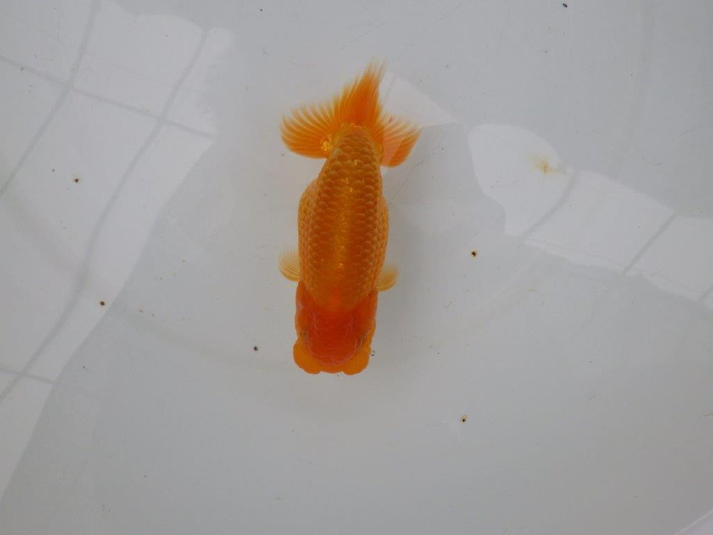 【 愛知実力派ブリーダー】　素材が良く飼い込みお勧めの当歳らんちゅう　　約12,5㎝  メス？