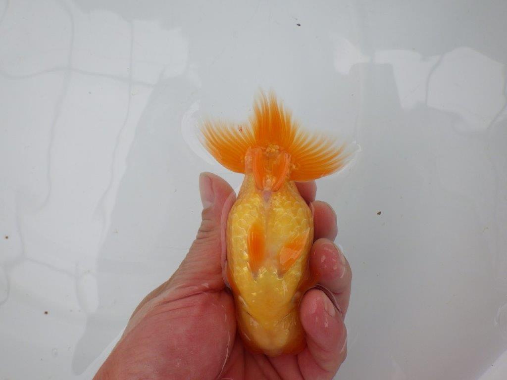 【 愛知実力派ブリーダー】　素材が良く飼い込みお勧めの当歳らんちゅう　　約12,5㎝  メス？