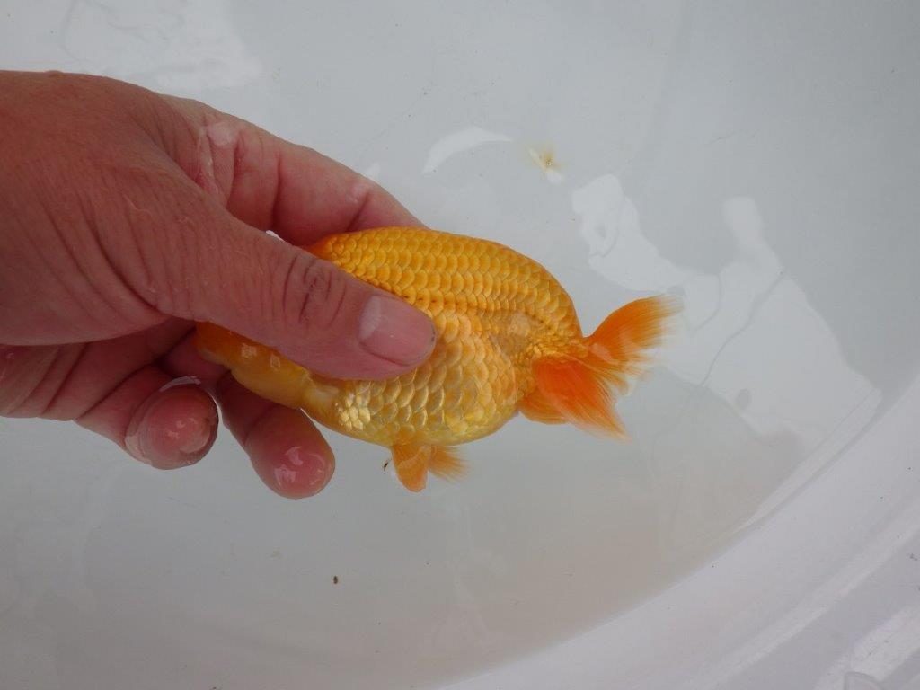 【 愛知実力派ブリーダー】　素材が良く飼い込みお勧めの当歳らんちゅう　　約12,5㎝  メス？