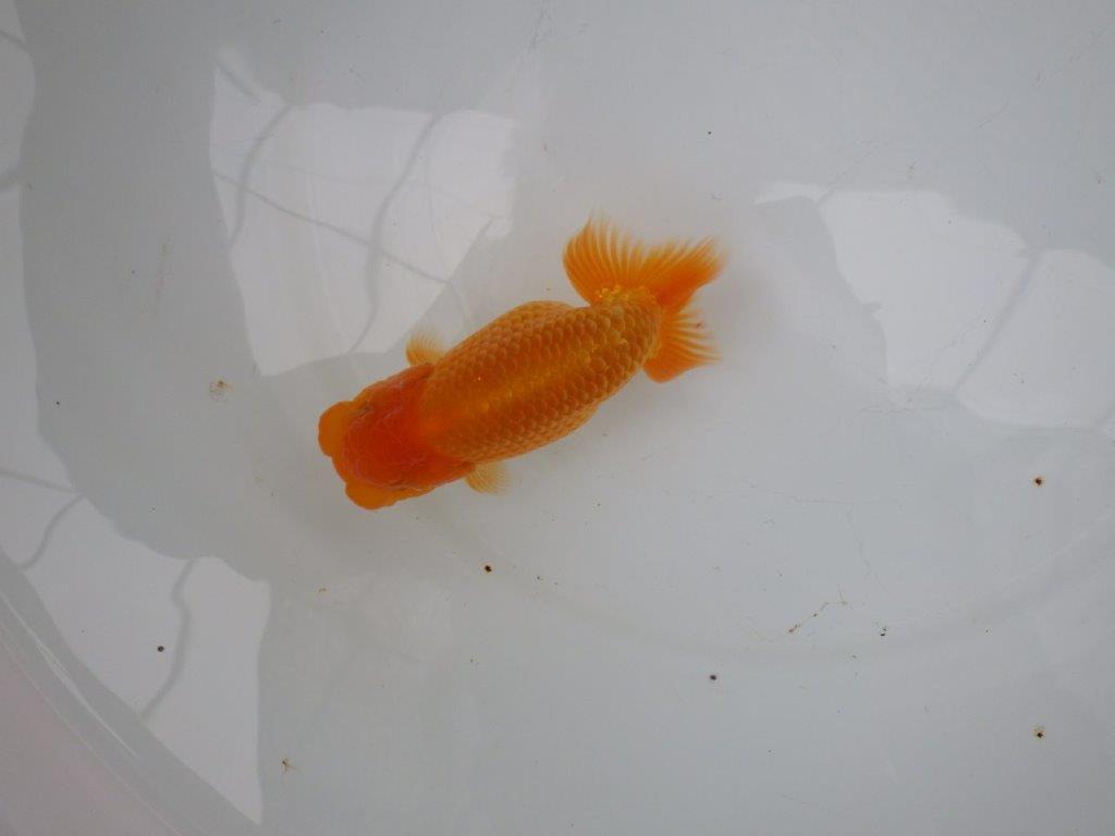 【 愛知実力派ブリーダー】　素材が良く飼い込みお勧めの当歳らんちゅう　　約12,5㎝  メス？