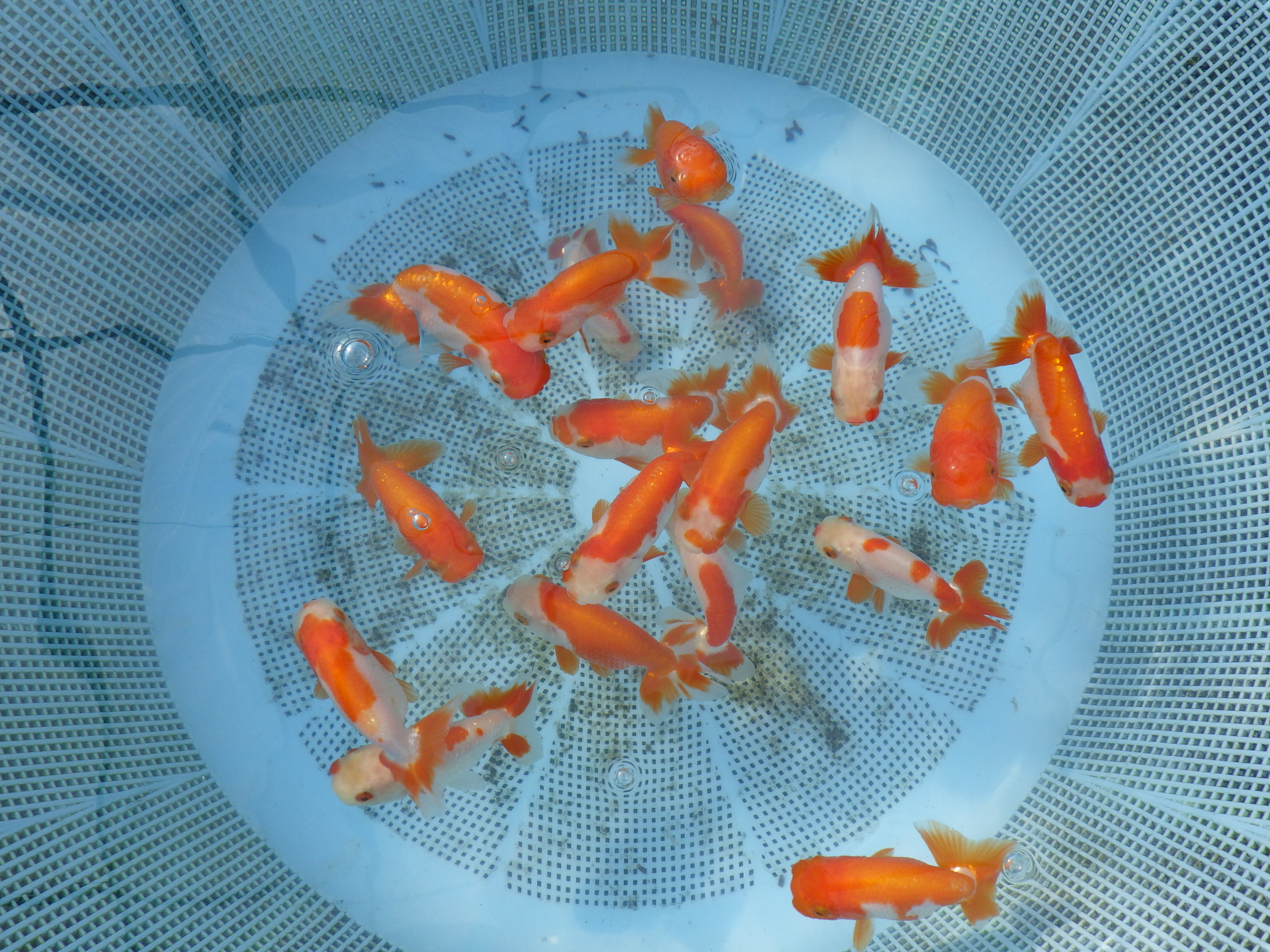 【 11月限定!上物 観賞用更紗２尾セット】色艶が良い・柄が綺麗・背が綺麗などお楽しみください