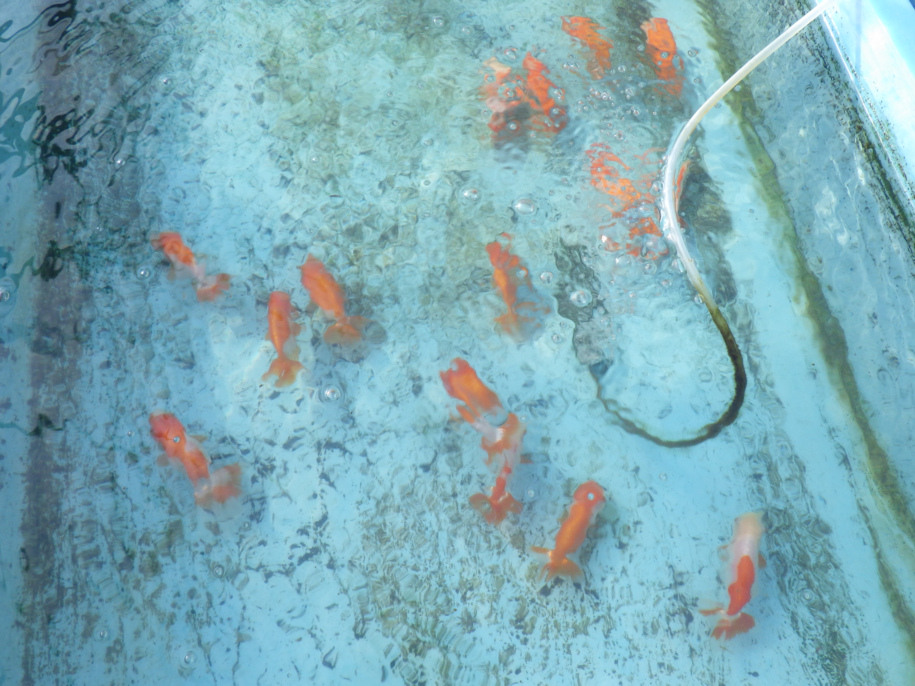 【 11月限定!上物 観賞用更紗２尾セット】色艶が良い・柄が綺麗・背が綺麗などお楽しみください