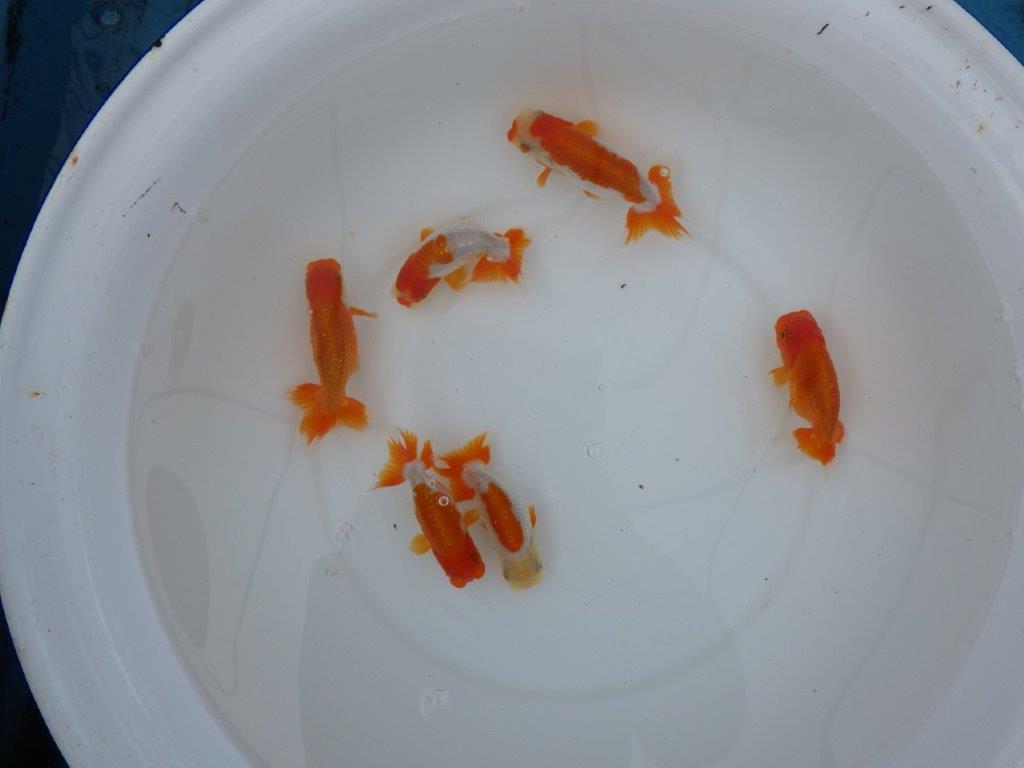 【店長にお任せ! 上物更紗らんちゅう2尾セット】限定5セット