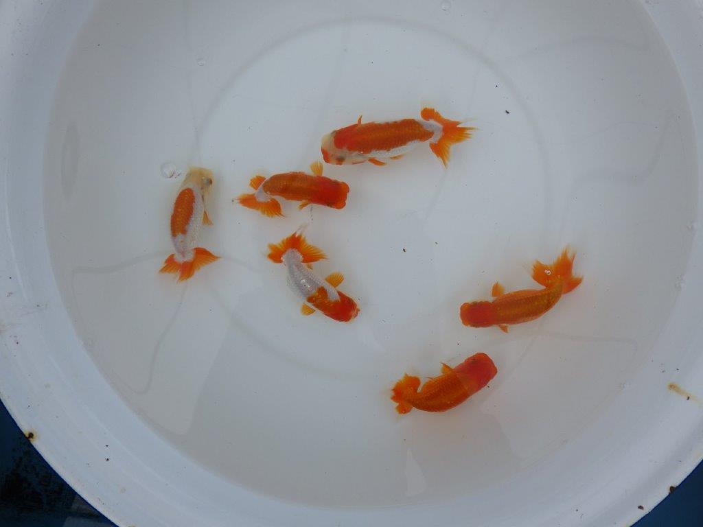 【店長にお任せ! 上物更紗らんちゅう2尾セット】限定5セット