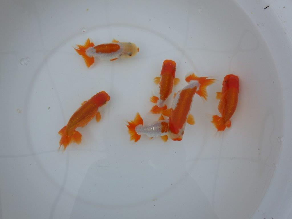 【店長にお任せ! 上物更紗らんちゅう2尾セット】限定5セット