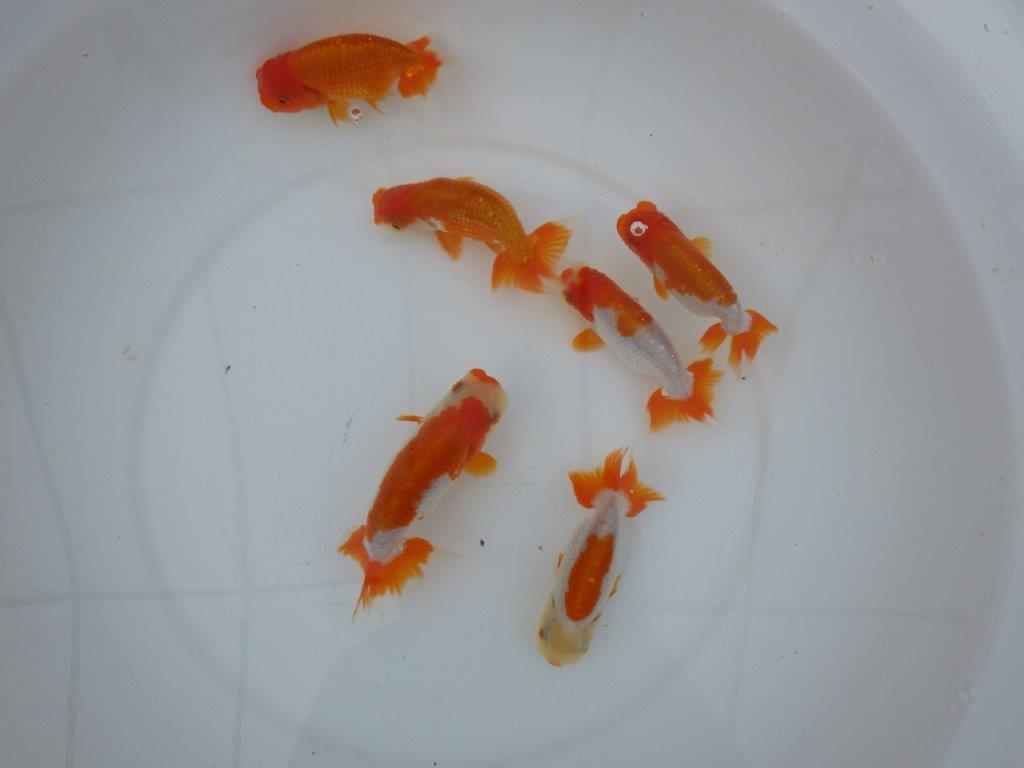 【店長にお任せ! 上物更紗らんちゅう2尾セット】限定5セット