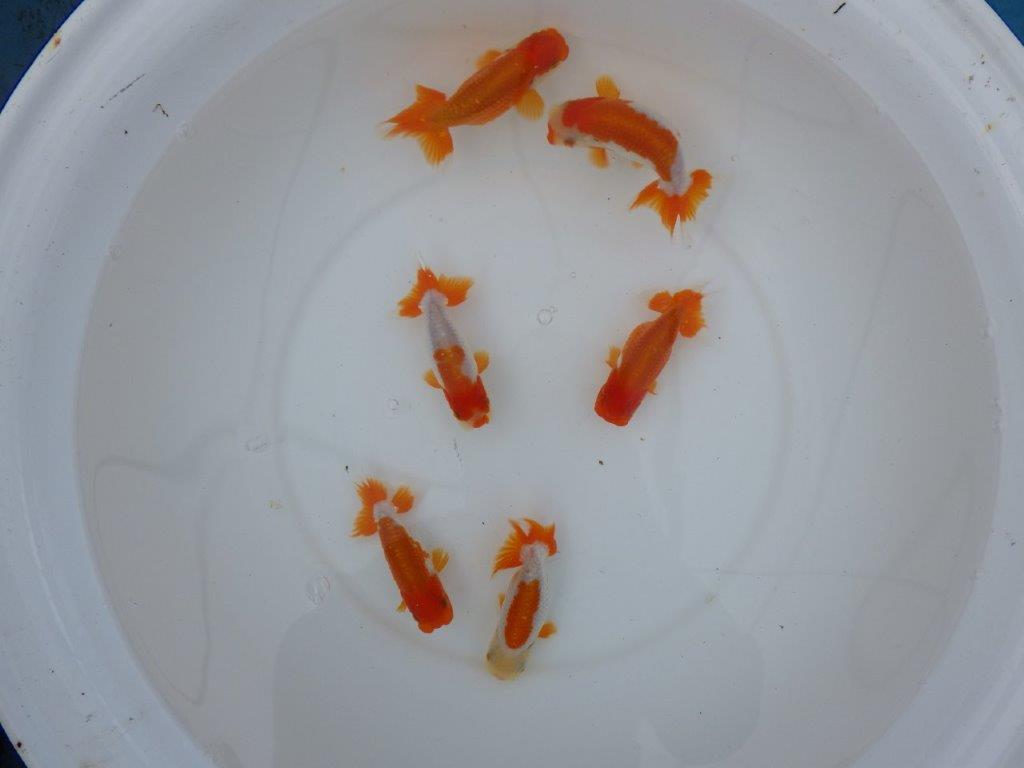 【店長にお任せ！　上物更紗らんちゅう２尾セット】限定５セットの上身