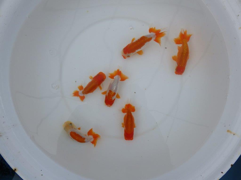 【店長にお任せ! 上物更紗らんちゅう2尾セット】限定5セット