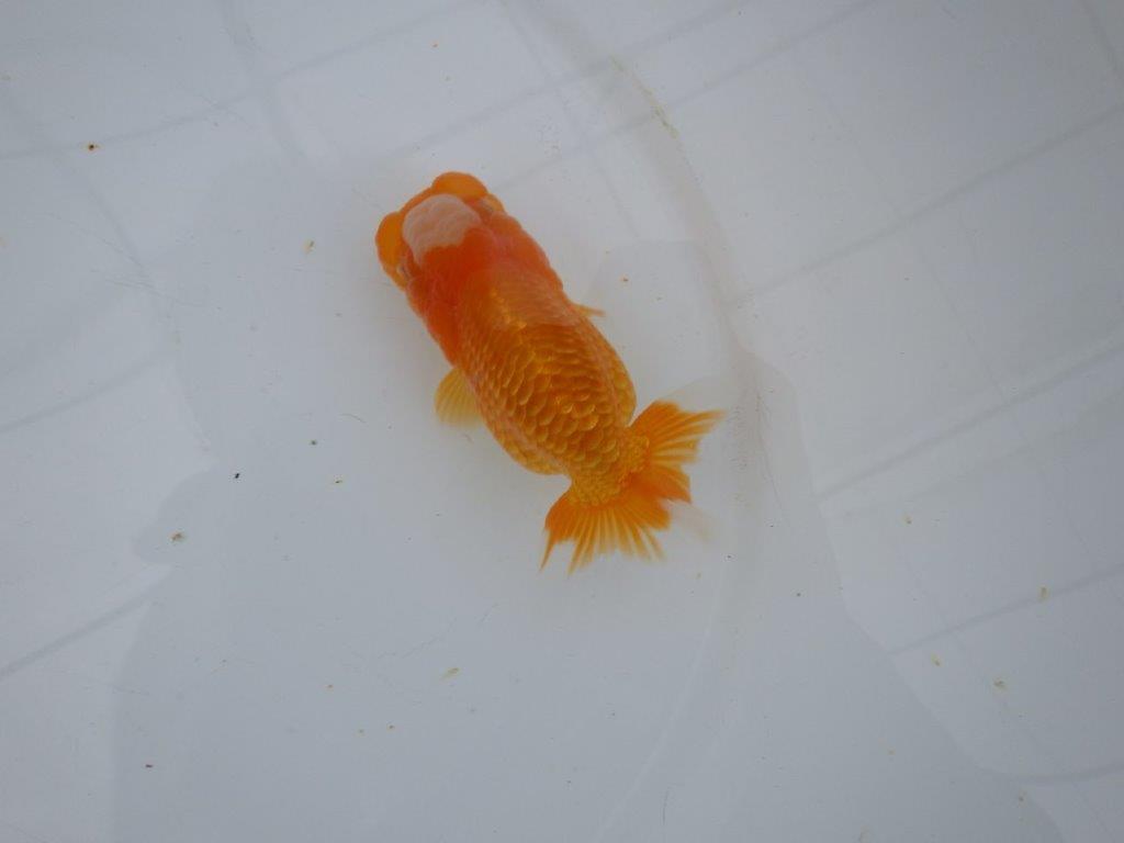 【大切にしてきた当歳らんちゅう 】レア 岐阜超フンタンブリーダー A 約11,5cm メス?