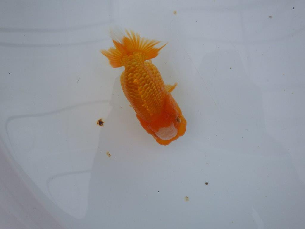 【大切にしてきた当歳らんちゅう 】レア 岐阜超フンタンブリーダー A 約11,5cm メス?