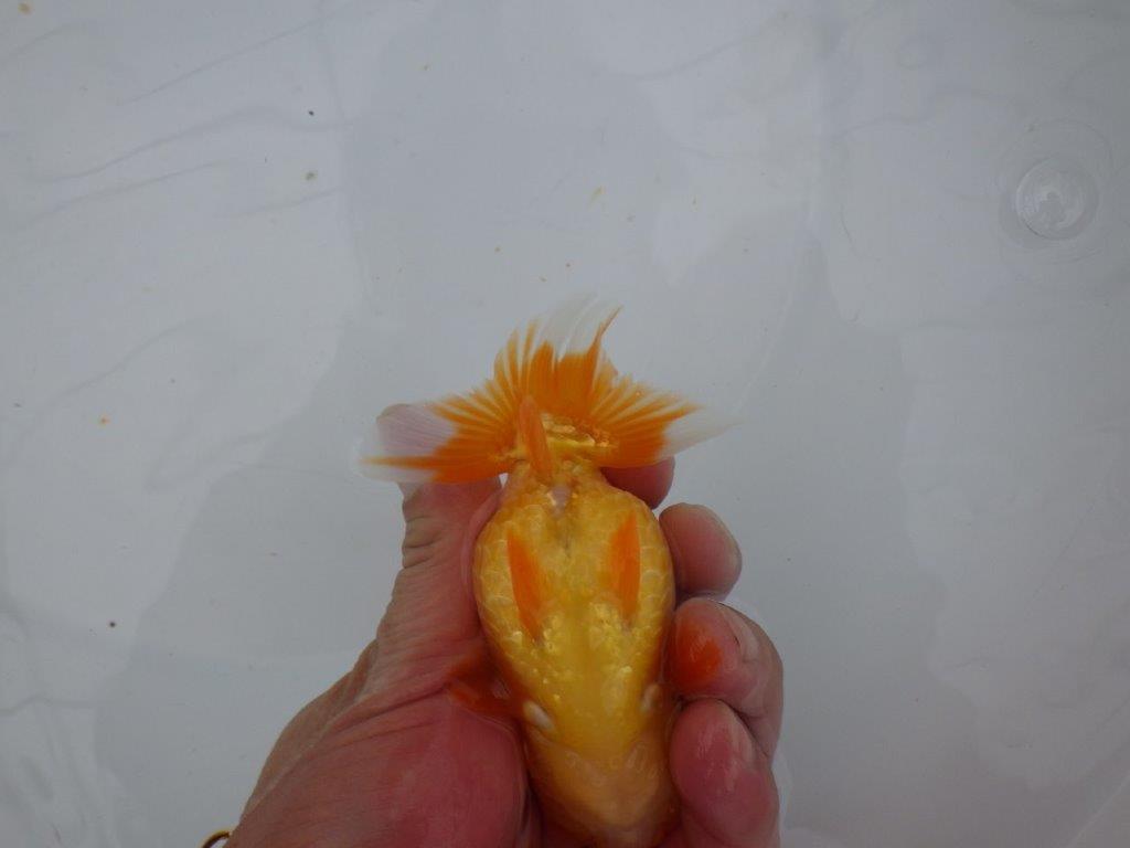 【大切にしてきた当歳らんちゅう 】レア 岐阜超フンタンブリーダー A 約11,5cm メス?