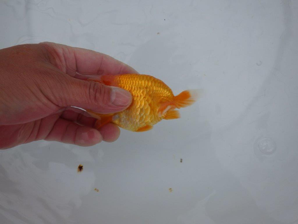 【大切にしてきた当歳らんちゅう 】レア 岐阜超フンタンブリーダー A 約11,5cm メス?