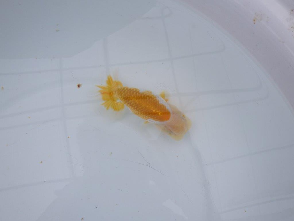 【大切にしてきた当歳らんちゅう 】レア 岐阜超フンタンブリーダー B 約13cm メス?