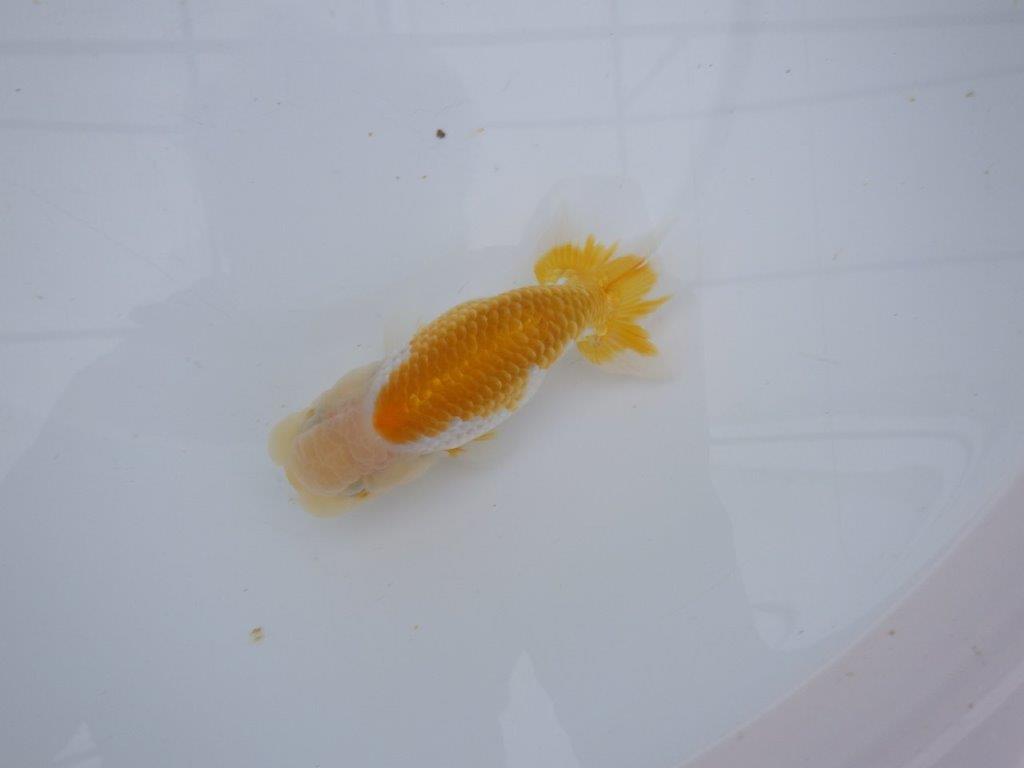 【大切にしてきた当歳らんちゅう 】レア 岐阜超フンタンブリーダー B 約13cm メス?