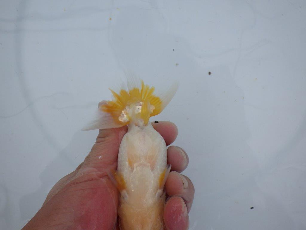 【大切にしてきた当歳らんちゅう 】レア 岐阜超フンタンブリーダー B 約13cm メス?