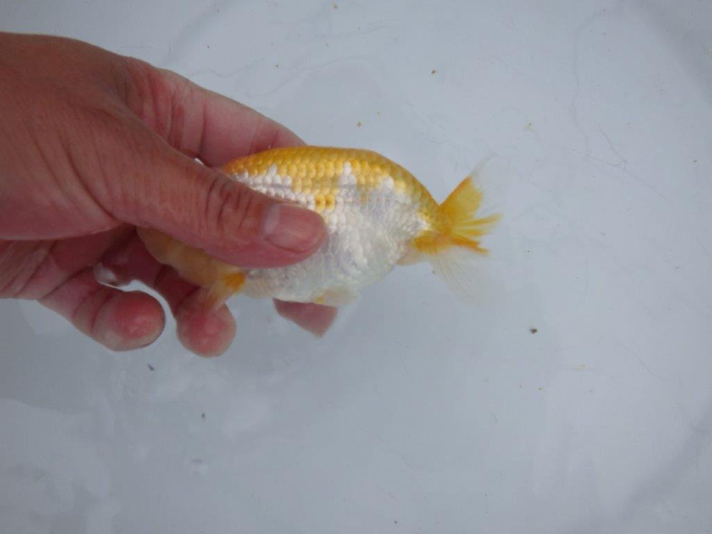 【大切にしてきた当歳らんちゅう 】レア 岐阜超フンタンブリーダー B 約13cm メス?