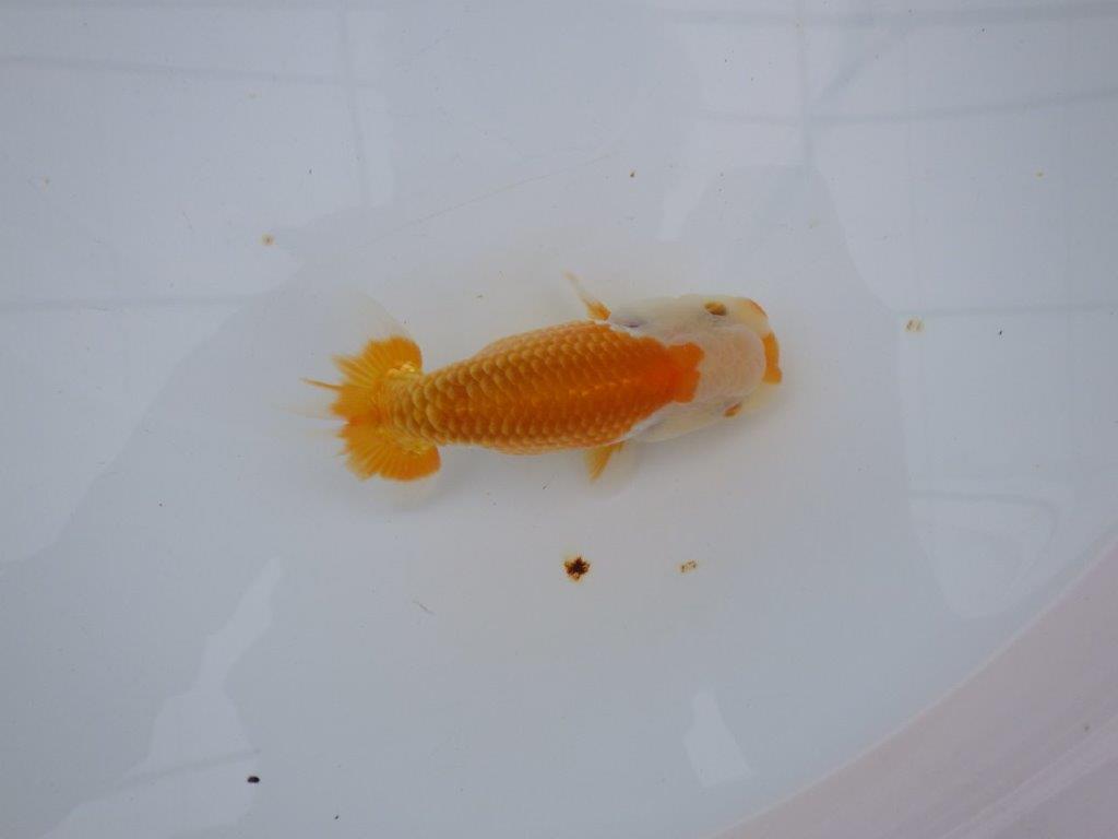 【大切にしてきた当歳らんちゅう 】レア　岐阜超フンタンブリーダー　C　約12,5cm  オス？の上身