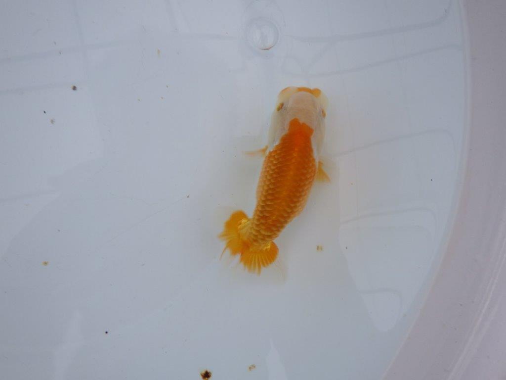 【大切にしてきた当歳らんちゅう 】レア 岐阜超フンタンブリーダー C 約12,5cm オス?