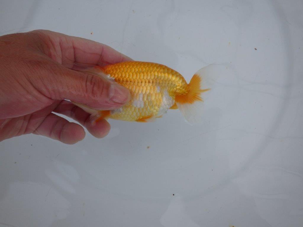 【大切にしてきた当歳らんちゅう 】レア 岐阜超フンタンブリーダー C 約12,5cm オス?