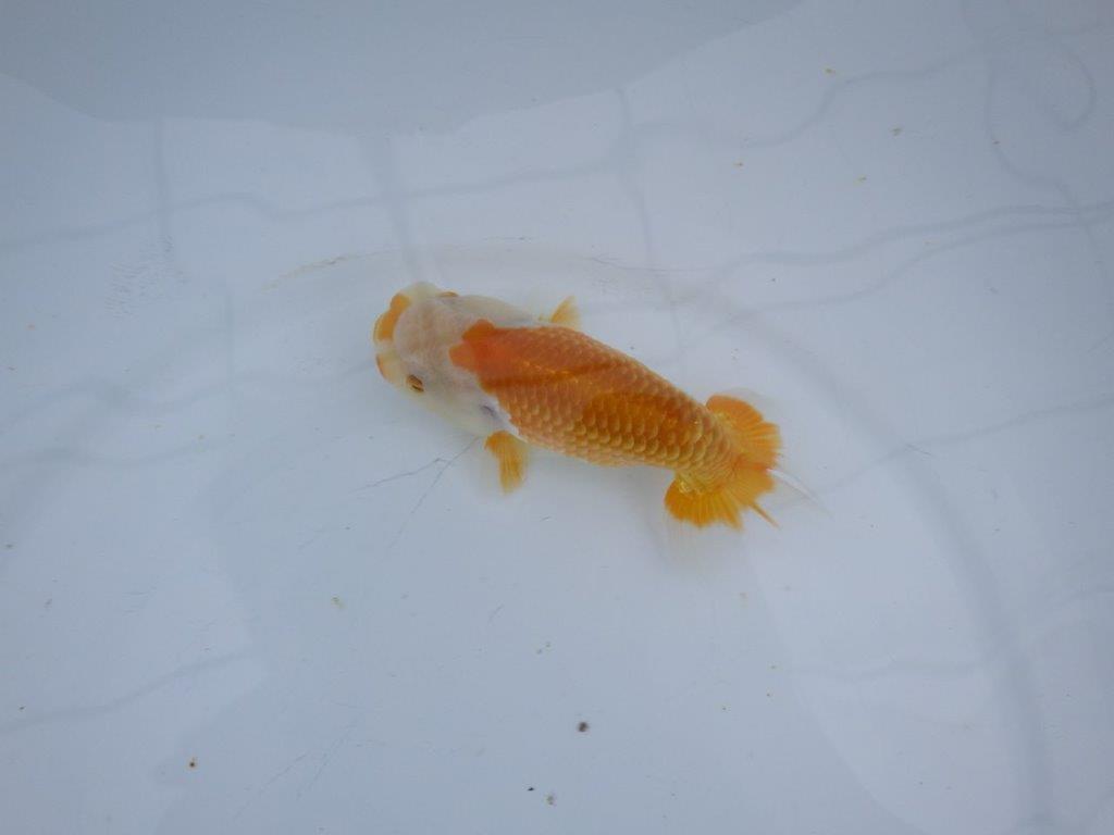 【大切にしてきた当歳らんちゅう 】レア 岐阜超フンタンブリーダー C 約12,5cm オス?