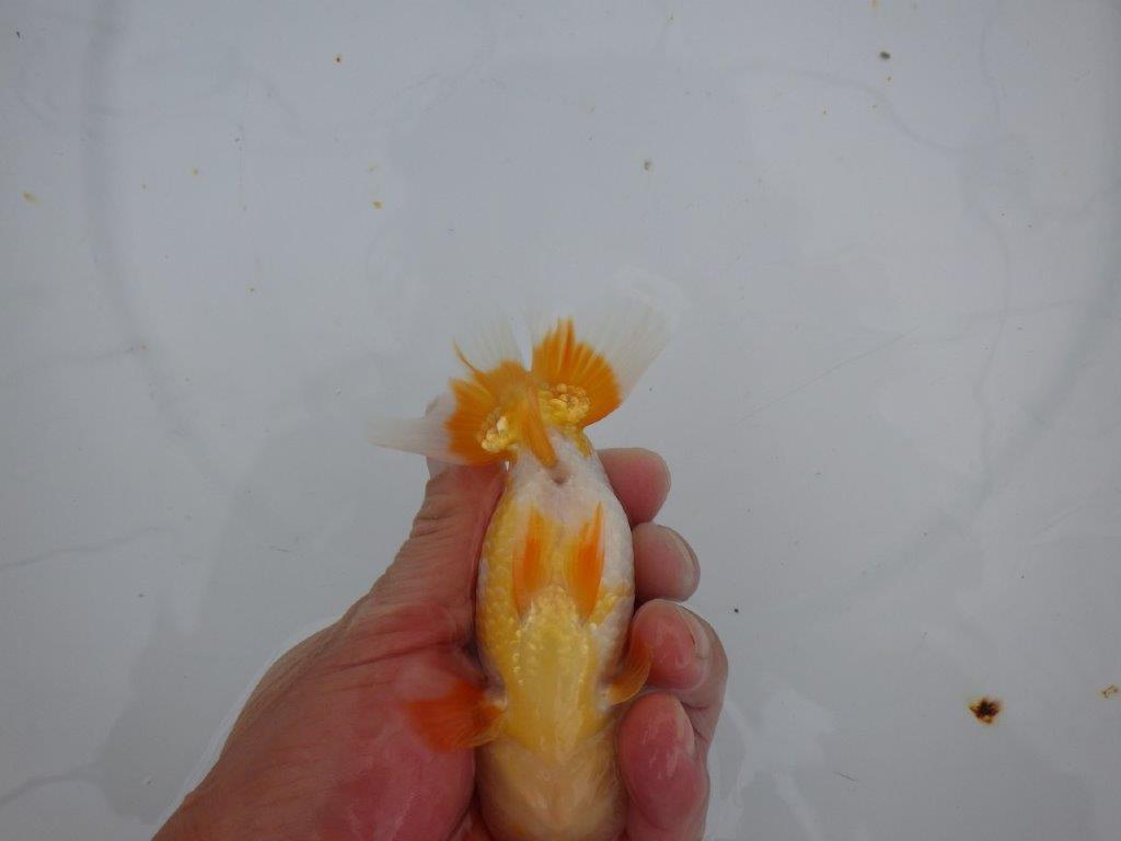 【大切にしてきた当歳らんちゅう 】レア 岐阜超フンタンブリーダー C 約12,5cm オス?