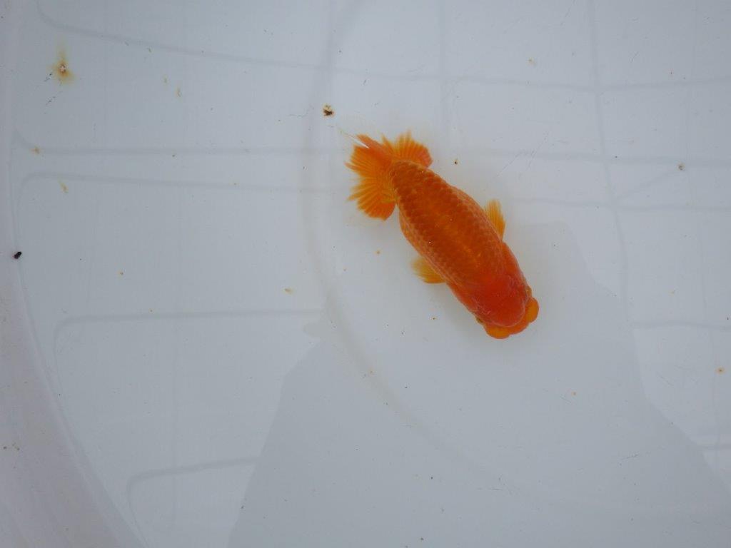 【大切にしてきた当歳らんちゅう 】レア 岐阜超フンタンブリーダー D 約11cm オス?