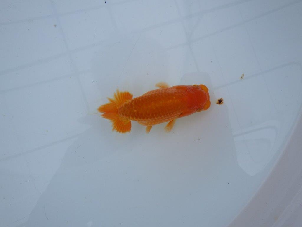 【大切にしてきた当歳らんちゅう 】レア 岐阜超フンタンブリーダー D 約11cm オス?